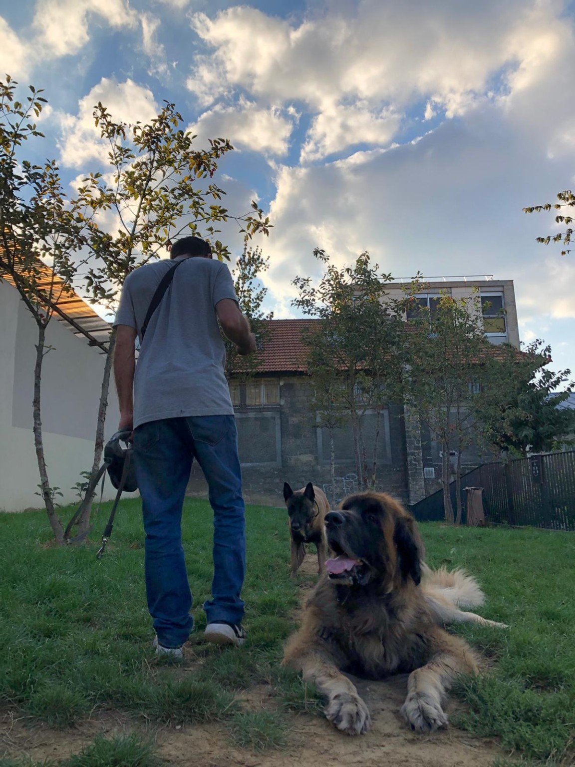 Travail avec plusieurs chiens