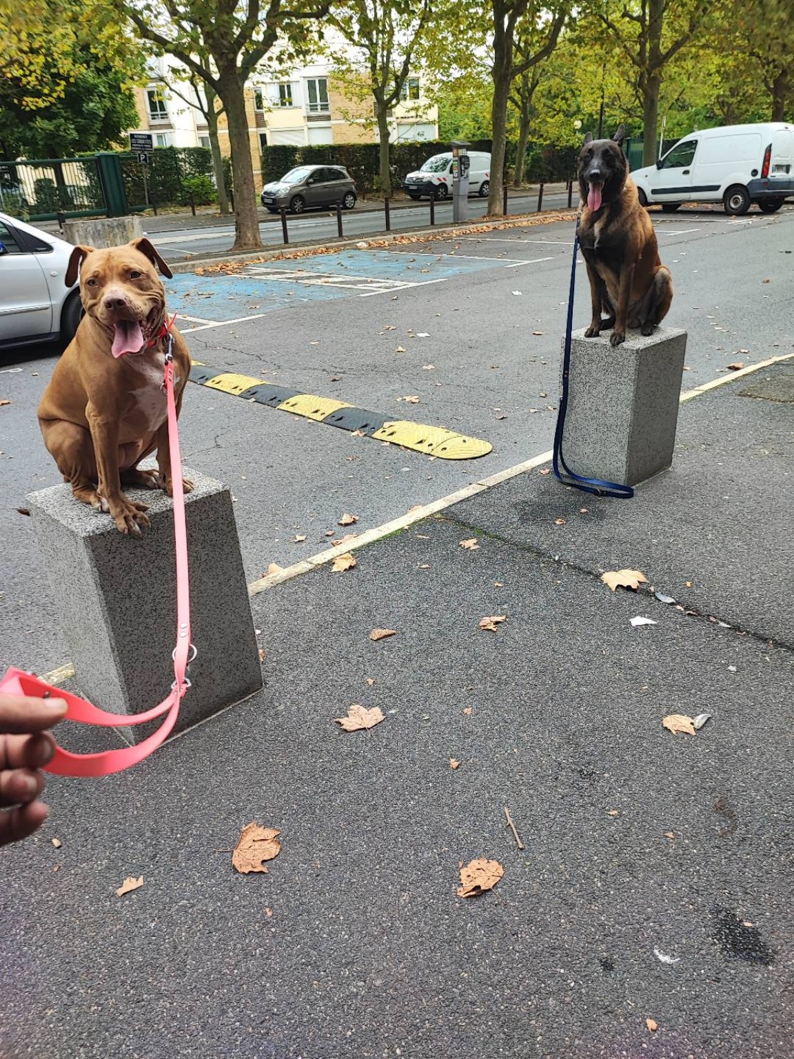 Exercice avec deux chiens en environnement urbain