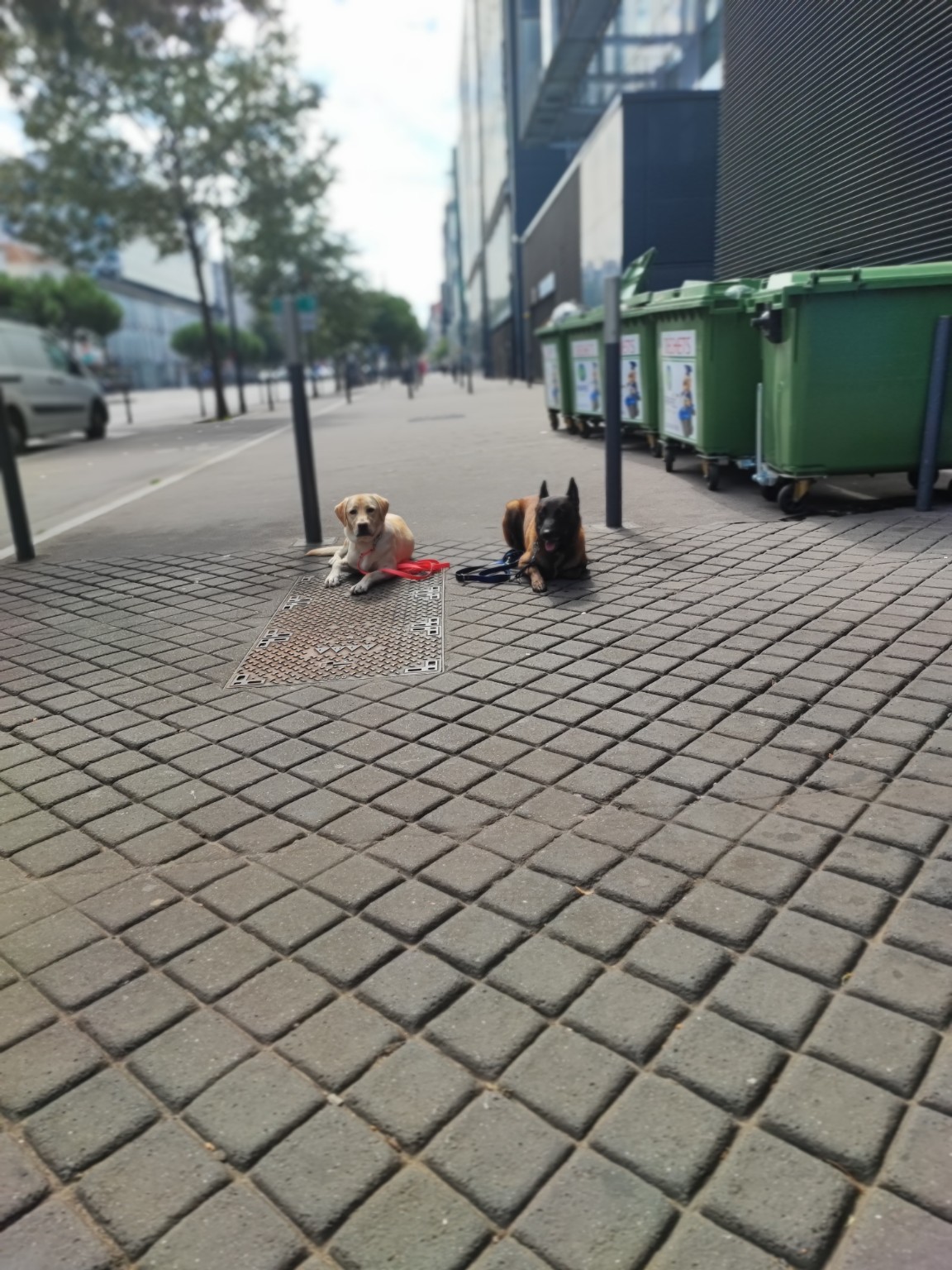 Travail en ville avec deux chiens